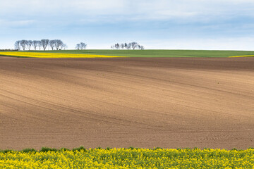 rapeseed field in spring © zbigniew