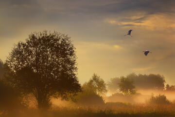 birds in the fog © zbigniew
