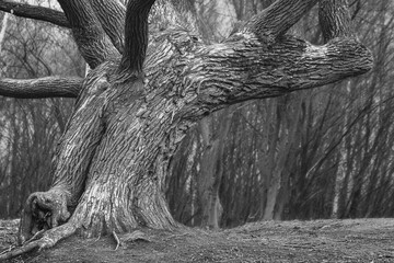 tree in the woods © zbigniew