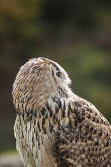 Close view of a white simple owl in the captivity. Natural background.