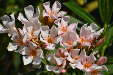white magnolia flower