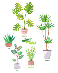 Home garden. Monstera, Dracaena, Ficus, Zamioculcas, Aloe vera. Palm trees and succulents. Cute  house plants. Nature. Cartoon illustration. Isolated clipart set on white background.