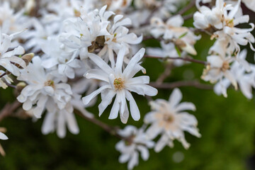 Magnolia stellata, sometimes called the star magnolia, is a slow-growing shrub or small tree native to Japan. White magnolia (Magnolia stellata) blossom in the city park on spring sunny day. 