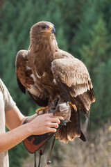 Close view of an eagle in the captivity. Natural background.