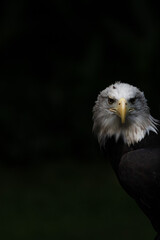 Bald eagle portrait with black background