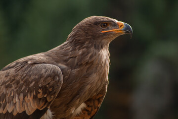 Close view of an eagle in the captivity. Natural background.