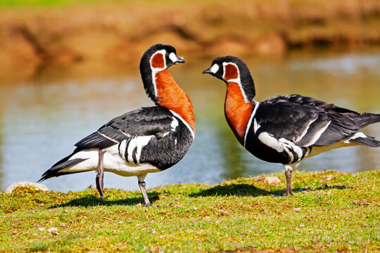 Bernaches &agrave; cou roux face &agrave; face au bord de l'&eacute;tang	