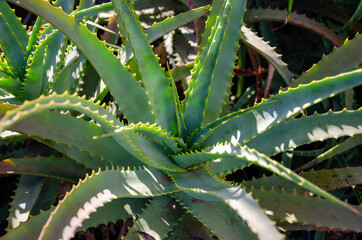 close up on aloe vera plant leaves