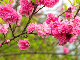 咲いているピンクのハナモモの花
