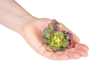 Fresh healthy Sproud flower isolate on white background.