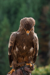 Close view of an eagle in the captivity. Natural background.