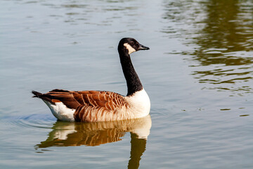 Bernache du Canada, Branta canadensis, sur l'étang	
