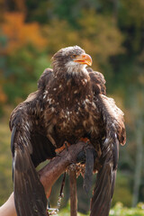 Close view of an eagle in the captivity. Natural background.