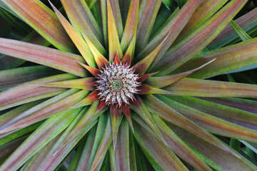Naklejka na ściany i meble Pineapple plantation, Close-up of pineapple tree 
