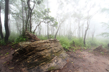 Krachiew flowers on a foggy day in Pa Hin Ngam National Park in Thailand