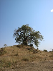 baobab