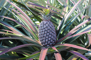 Fototapeta premium Pineapple plantation, Close-up of pineapple tree 