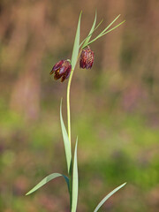 Wild flower of Alpine checkered lily, Fritillaria Montana or orientalis
