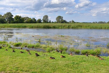 Biebrza National Park, nature reserve, Podlasie,   © Albin Marciniak