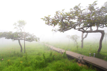 Krachiew flowers on a foggy day in Pa Hin Ngam National Park in Thailand