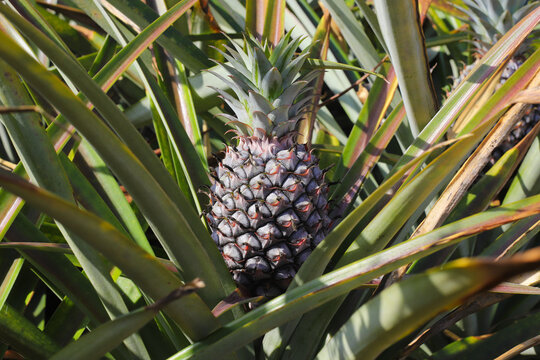 Pineapple plantation, Close-up of pineapple tree
