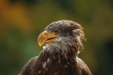 Close view of an eagle in the captivity. Natural background.