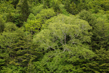 Obraz premium 新芽が出たダケカンバを中心に初夏の山襞が緑に染まっていく