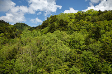 Fototapeta na wymiar 初夏の山を新緑が覆っていく