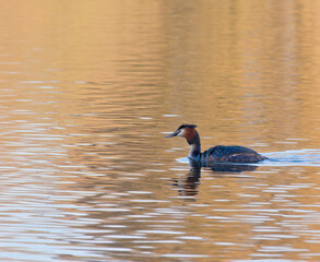 Working bird scouting for fish