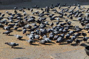 Fototapeta premium Beautiful a Structures Monuments Gardens with Flowers in Rajasthan