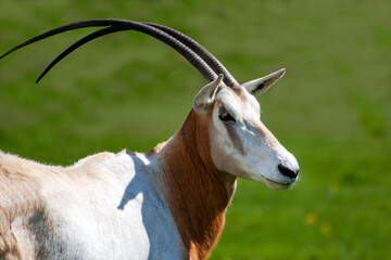 oryx algazelle