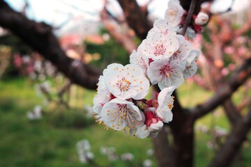 Fiori di albicocco
