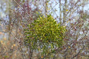 Plant parasite, white mistletoe
