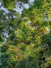 jungle forest in the morning