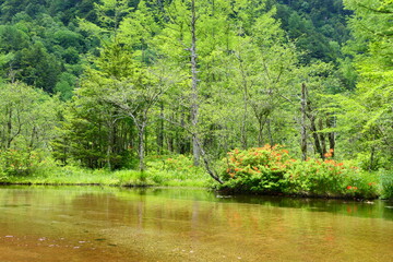 中部山岳国立公園。上高地の田代池。松本、長野、日本。６月下旬。
