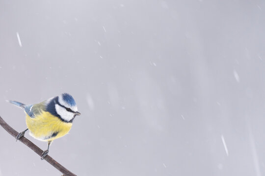 Blue tit in a tree with snowfall
