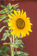 Sunflower Giant Single growing in a pot, UK