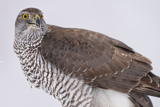 Goshawk in the snow