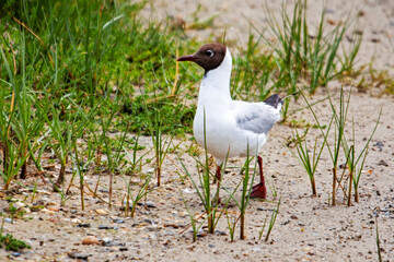 Mouette rieuse parmi les oyats 