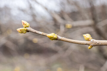 Lilac buds on a branch in early spring in March. Light photo of a reviving blossoming nature.