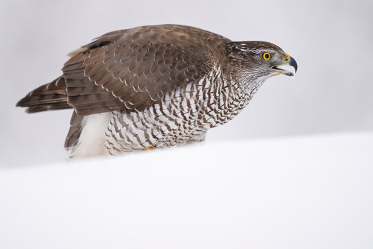 Goshawk in the snow