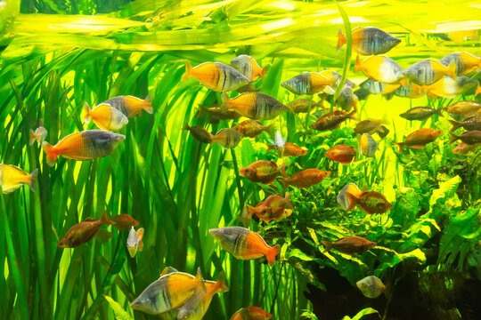 Melanotaenia boesemani in an aquariu fish with green algae.