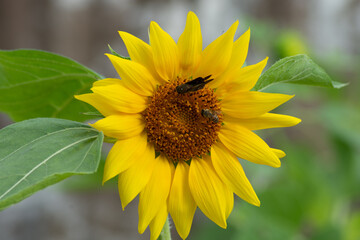 sunflower at day with insects