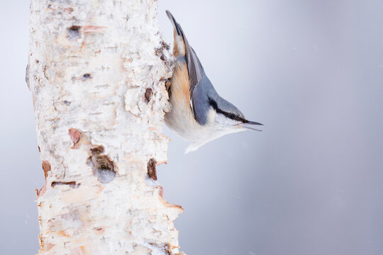 Nuthatch bird in a tree