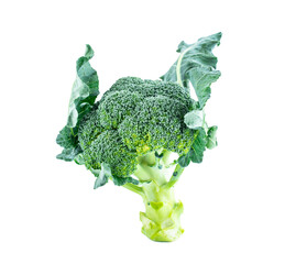 Fresh vegetable broccoli on white background