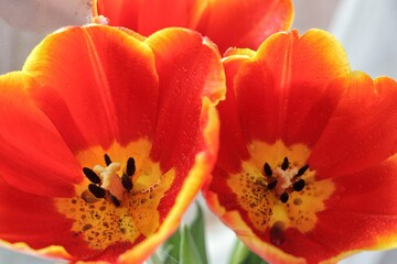 red and yellow tulip