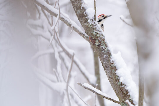 Woodpecker in a tree with snow