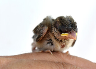 The injured little bird was in the care of a veterinarian.