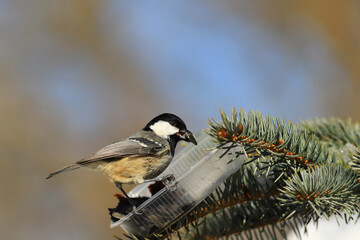 A small Coal tit sits on a feeder on a blurry background of indeterminate color and holds a seed in its beak ...