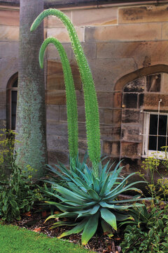 A pair of Foxtail Agave plants flowering in a garden. Agave attenuata